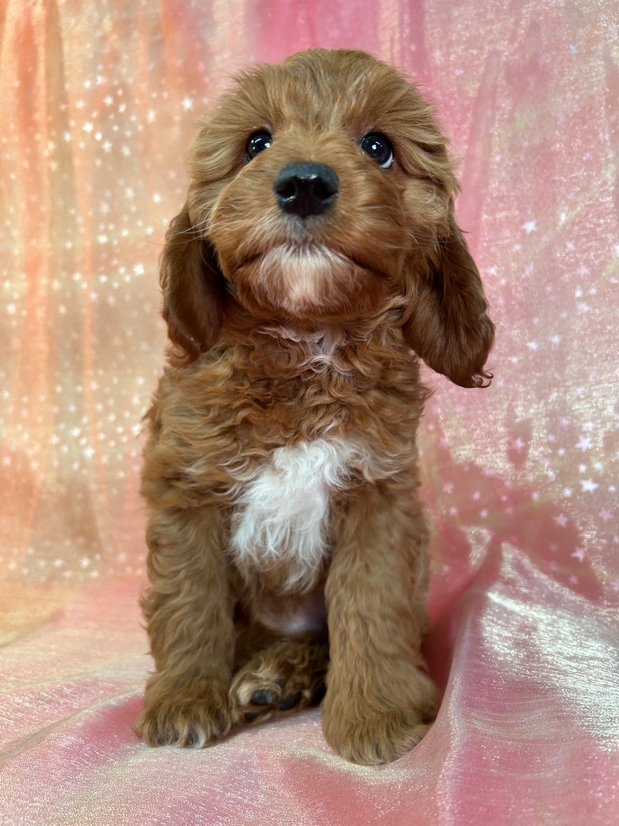 Iowa Cockapoo Puppy for Sale DOB 11-1-2025 $900